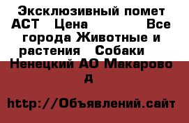 Эксклюзивный помет АСТ › Цена ­ 30 000 - Все города Животные и растения » Собаки   . Ненецкий АО,Макарово д.